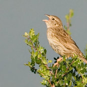 Cassin's Sparrow